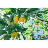 【OUTRET】和歌山のたねなし柿 12～15個入り　