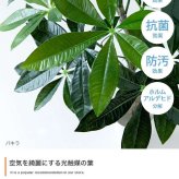【高さ200cm】光触媒人工観葉植物 パキラ 曲がり 幅55cm×奥行50cm×高さ200cm オフィス 天然木 組立品 お部屋に気軽に飾れて空間を美しく彩るフェイクグリーン 本物の植物のようなリアルな質感とインテリアに馴染む風合いが魅力です