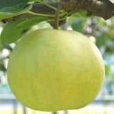 【予約：9月中旬〜随時発送】にいがた和梨 新碧-しんみどり- 約3kg 化粧箱入 (5〜10玉) ギフト プレゼント お中元 お歳暮 出産祝い 内祝い お誕生日 御祝 御礼 母の日 父の日 敬老の日 記念日 手土産 季節の贈り物【送料無料】