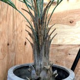 観葉植物 造花 カナリーヤシ BROWN 全高約116cm 中型 フェイクグリーン 本物そっくり おしゃれ インテリア 人工観葉植物 アーティフィシャルグリーン オフィス 店舗 ホテル 開店祝い 室内 フェニックス ヤシの木 フェイク
