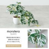 【高さ55cm】光触媒人工観葉植物 ペペロミア 幅30cm×奥行25cm×高さ55cm コンパクト 天然木 お部屋に気軽に飾れて空間を美しく彩るフェイクグリーン 本物の植物のようなリアルな質感とインテリアに馴染む風合いが魅力です