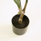 観葉植物 造花 パキラ BROWN 全高約175cm 大型 フェイクグリーン 高級 本物そっくり リアル おしゃれ インテリア 人工観葉植物 アーティフィシャルグリーン オフィス 店舗 ホテル 開店祝い 新築祝い 室内 リビング 玄関 風水 フェイク