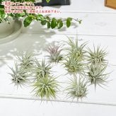 PLANCHU エアプランツ ティランジア イオナンタ Sサイズ 1株 W3×H3cm前後 育て方説明書付き Tillandsia ionantha エアープランツ チランジア