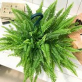 PLANCHU 観葉植物 ネフロレピス モンタナ 5号吊り鉢 育て方説明書付き Nephrolepis exaltata ‘Montana’ ボストンファーン ボストンファン シダ植物