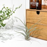 PLANCHU エアプランツ ティランジア プルイノーサ コロンビアフォーム 1株 W15×H15cm前後 育て方説明書付き Tillandsia pruinosa Colombia Form エアープランツ チランジア