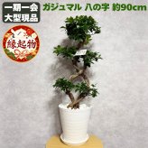 ガジュマル 観葉植物 八の字 8号鉢苗 大型 盆栽 末広がりの8の字 室内 珍しい 希少種 多幸の木 幸福をもたらす精霊が住むガジュマルの木 おしゃれなインテリア 結婚祝い 新築祝い 開店祝い 開業祝い 誕生日 母の日 父の日 記念日 プレゼントギフト 肥料別売り 敬老の日