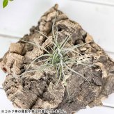 PLANCHU エアプランツ ティランジア レクルバータ 1株 W10×H10cm前後 育て方説明書付き Tillandsia recurvata エアープランツ チランジア