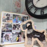 犬 毛 コレクションケース 木製 シュナウザー トイプードル ペット 抜け毛 メモリアルボックス 透明 保管ケース 思い出 記念 ディスプレイ インテリア 飾り 愛犬 グッズ