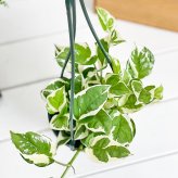 PLANCHU 観葉植物 ポトス エンジョイ 4号吊り鉢 育て方説明書付き PVP Epipremnum aureum ‘N'Joy’ エピプレムナム アロイド