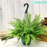 PLANCHU 観葉植物 ネフロレピス モンタナ 5号吊り鉢 育て方説明書付き Nephrolepis exaltata ‘Montana’ ボストンファーン ボストンファン シダ植物