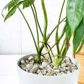 PLANCHU 観葉植物 アンスリウム ポリスキスツム 4号鉢 受け皿付き 育て方説明書付き Anthurium polyschistum アンスリューム アロイド 原種系
