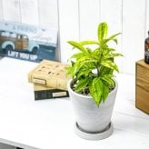 PLANCHU 観葉植物 ドラセナ ファニータ 5号樹脂鉢 ホワイト サスティー付き 受け皿付き 育て方説明書付き スルクローサ ゴッドセフィアナ 激レア品種