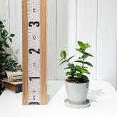 PLANCHU 観葉植物 ホヤ クミンギアナ 3.5号鉢 受け皿付き 育て方説明書付き Hoya cumingiana クミンギアーナ サクララン 桜蘭