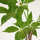 観葉植物 造花 ツピタンサス BROWN 全高約150cm 大型 フェイクグリーン 本物そっくり おしゃれ インテリア 人工観葉植物 アーティフィシャルグリーン オフィス 店舗 ホテル 開店祝い 室内 シェフレラ フェイク ツピダンサス