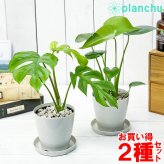 PLANCHU 観葉植物 モンステラ ＆ ヒメモンステラ 2種セット 3.5号鉢 受け皿付き 育て方説明書付き