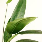 観葉植物 造花 カンナ BROWN 全高約195cm 大型 フェイクグリーン 高級 本物そっくり リアル おしゃれ インテリア 人工観葉植物 アーティフィシャルグリーン 南国 リゾート オフィス 店舗 ホテル 開店祝い 室内 リビング 玄関 風水 フェイク