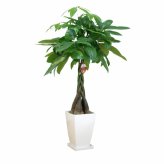パキラ 8号 角プラ 高さ約110cm 観葉植物 幸福の木