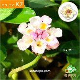 クラピアK7（白） ポット苗10株 すくすくシート14平米+J字型ピン100本　肥料 活力剤2種、完全植栽マニュアル2種付き クラピア 芝桜 雑草対策 グランドカバー マルチング イワダレソウ（改良種）