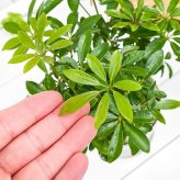 PLANCHU 観葉植物 シェフレラ アルボリコラ コンパクタ 4号鉢 受け皿付き 育て方説明書付き Schefflera arboricola ‘Compacta’ ホンコンカポック