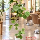 ウンベラータ 9号  観葉植物 オシャレなインテリア 新築祝い　開店祝い　開業祝い　夏ギフト