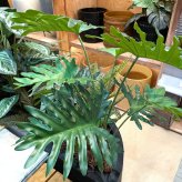 観葉植物 造花 セローム BROWN 全高約70cm 卓上・小型 フェイクグリーン 本物そっくり おしゃれ インテリア 人工観葉植物 アーティフィシャルグリーン オフィス 店舗 ホテル 開店祝い 室内 ミニ フィロデンドロン フェイク