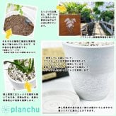 PLANCHU 観葉植物 ドラセナ マルギナータ レインボー 4号樹脂鉢 ホワイト サスティー付き 受け皿付き 育て方説明書付き 真実の木 マジナータ コンシンネ