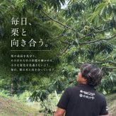 焼き栗 和栗 丹波栗【送料無料】スイーツ 和菓子 お菓子  丹波焼き栗 230g 【丹波の幸】食べ物 くり 栗スイーツ 甘栗 国産 栗 内祝い お返し プチギフト お取り寄せ ご当地 高級 グルメ 勝栗 搗栗