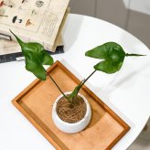 PLANCHU 観葉植物 アロカシア スティングレイ 3号丸鉢 受け皿付き 育て方説明書付き Alocasia macrorrhizos ‘Stingray’ アロイド
