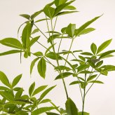 観葉植物 造花 パキラ BROWN 全高約175cm 大型 フェイクグリーン 高級 本物そっくり リアル おしゃれ インテリア 人工観葉植物 アーティフィシャルグリーン オフィス 店舗 ホテル 開店祝い 新築祝い 室内 リビング 玄関 風水 フェイク