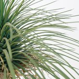 観葉植物 造花 ユッカ ロストラータ BROWN 全高約120cm 大型 フェイクグリーン 本物そっくり おしゃれ インテリア 人工観葉植物 アーティフィシャルグリーン オフィス 店舗 ホテル 開店祝い 室内 ブルー フェイク