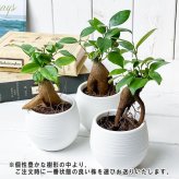 PLANCHU 観葉植物 ガジュマル 3号丸鉢 受け皿付き 育て方説明書付き Ficus microcarpa フィカス ミクロカルパ 精霊の宿る木