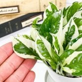 観葉植物 ポトス エンジョイ 3.5号鉢 3鉢セット 受け皿付き 育て方説明書付き Epipremnum pinnatum ‘N'Joy’ エピプレムヌム