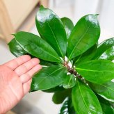 PLANCHU 観葉植物 フィカス キアティスティプラ 8号鉢 受け皿付き 育て方説明書付き Ficus cyathistipula ゴムノキ