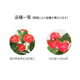 アンスリウム 5号 赤 丸陶器 高さ約65cm 観葉植物