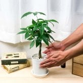 PLANCHU 観葉植物 パキラ ネジリ 実生株 4号鉢 受け皿付き 育て方説明書付き Pachira glabra 発財樹