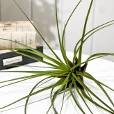 PLANCHU エアプランツ ティランジア トリコロール Lサイズ 1株 W25×H25cm前後 育て方説明書付き Tillandsia tricolor エアープランツ チランジア