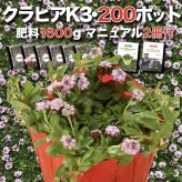 【肥料プレゼント中】 クラピア K3 ピンク品種  9cmポット苗  200株 有機入り一発果菜肥料1600gと植栽マニュアル付き  ピンク色 桃色 イワダレソウ改良種 グランドカバー プランツ 植物 ピンクの花 庭 屋上 緑化 耐寒性 多年草 地被植物 ほふく性 下草 背が低い 宿根草