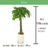 パキラ 8号 角陶器 高さ約110cm 観葉植物 幸福の木