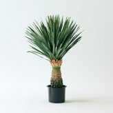 観葉植物 造花 ユッカ・リギダ BROWN 全高約88cm フェイクグリーン 高級 本物そっくり リアル おしゃれ 多肉植物 インテリア 人工観葉植物 アーティフィシャルグリーン ドライガーデン モダン オフィス 店舗 開店祝い 室内 リビング 玄関 風水 青年の木