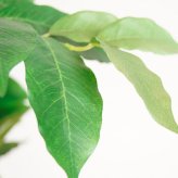 観葉植物 造花 コーヒーの木 BROWN 全高約170cm 大型 スリム フェイクグリーン 高級 本物そっくり リアル おしゃれ インテリア 人工観葉植物 アーティフィシャルグリーン カフェ オフィス 店舗 開店祝い 室内 リビング 玄関 寝室 風水 コーヒーノキ