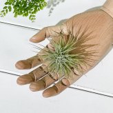 PLANCHU エアプランツ ティランジア イオナンタ ファインリーフ Mサイズ 1株 W8×H8cm前後 育て方説明書付き Tillandsia ionantha cv. エアープランツ チランジア