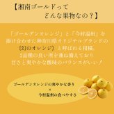 【予約受付中】クリスマス アイスケーキ 湘南ゴールドとチーズアイスケーキ 15cm クリスマス Xmas 2025 アイス ケーキ ギフト スイーツ プレゼント ギフト フルーツ  送料無料 贈り物 湘南 柑橘 紅茶 チーズ ケーキ アイス(x25004)