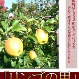 りんご 北海道産 蜜入 レッドゴールド リンゴ 9kg（約36-54個入）