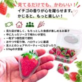 BOBMOOS イチゴジャムバーストグミ 576g 個包装 ソース入り ストロベリーグミ 576g 中国製 ※いちご果汁不使用  [賞味期限は2027.07.28まで] #821713  Dグミ / パーティー / シェア / ハロウィン