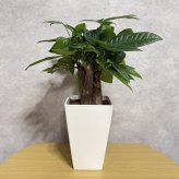 観葉植物 パキラ グラブラ 3本立ち ミニ 卓上 小さい 4号 高さ約35cm 白 スクエア鉢 マネーツリー 育てやすい 耐陰性 インテリア デスク 棚 一人暮らし 誕生日 引っ越し祝い 就職祝い 退職祝い お礼 プチギフト お祝い ギフト プレゼント おしゃれ