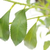 観葉植物 造花 アセビ BROWN 全高約210cm 大型 フェイクグリーン 高級 本物そっくり リアル おしゃれ 和風 和モダン インテリア 人工観葉植物 アーティフィシャルグリーン オフィス 店舗 ホテル 旅館 開店祝い 室内 リビング 玄関 風水 庭木 馬酔木