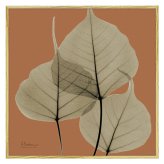 X RAY キャンバスアート リーフ オレンジ2 スクエアS XR-05813 送料無料 アートフレーム 葉っぱ 葉 X線 絵画 アート アートフレーム インテリア