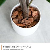 【高さ200cm】光触媒人工観葉植物 パキラ 曲がり 幅55cm×奥行50cm×高さ200cm オフィス 天然木 組立品 お部屋に気軽に飾れて空間を美しく彩るフェイクグリーン 本物の植物のようなリアルな質感とインテリアに馴染む風合いが魅力です