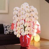 純国産 胡蝶蘭 花持ち長い 大輪3本立ち 45輪～ 【雪華（せっか）白】 産地直送 お祝い プレゼント 花 ギフト 贈り物 母の日 お供え お誕生日 開店祝い 開業祝い 移転祝い 就任祝い 昇進祝い 当選祝い 当日発送 王立園芸協会登録商品