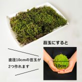 ハイゴケシート 31×23ｃｍ 箱入り ボックス 大きめ 苔玉作り こけだま 手直し